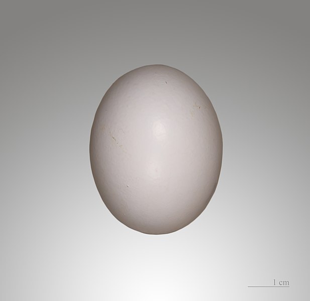 File:Pigeon ramier MHNT.jpg