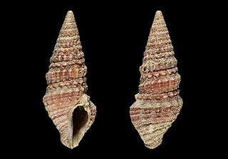 <i>Pilsbryspira auberti</i> species of mollusc