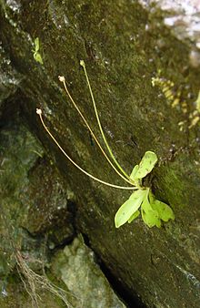 Pinguicula macroceras - growing on moss covered cliff side in Hiouchi, California. Pinguicula macroceras nortensis ne1.JPG