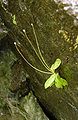 Pinguicula macroceras ssp. nortensis on wet cliff face near Hiouchi, California