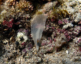 Pinna muricata