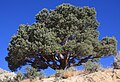 Single-leaf pinyon with green pine cones
