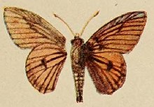 Pl.12-01-Abantis rubra Holland, 1920.JPG