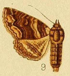 <i>Pericyma atrifusa</i> Species of moth