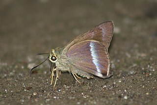 <i>Hasora vitta</i> Species of butterfly