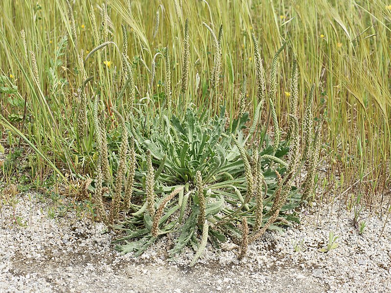 File:Plantago coronopus (plant).jpg