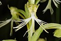 Platanthera lacera