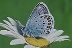 Miniatura para Plebejus argus