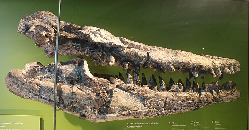 File:Plesiotylosaurus LACM.jpg