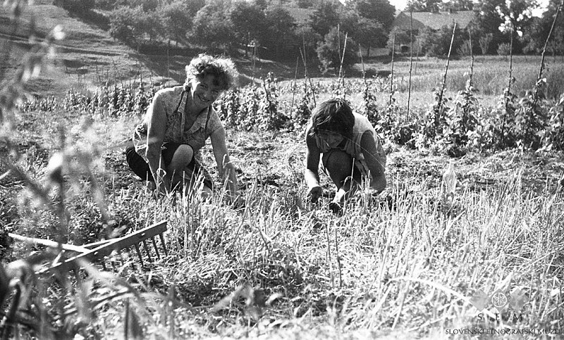 File:Pletev korenja, Male Lipljene 1964.jpg