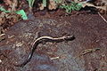 Plethodon shenandoah.jpg