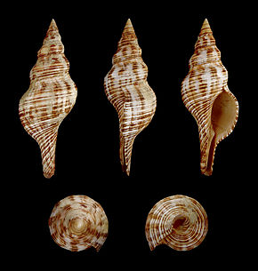 Pleuroploca_filamentosa_01.JPG görüntüsünün açıklaması.