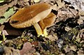 Pluteus romellii