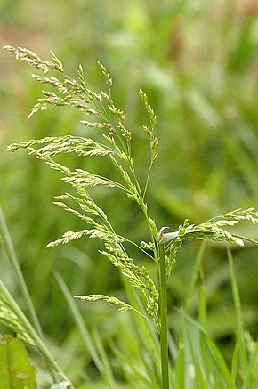 Poa.compressa.jpg resminin açıklaması.