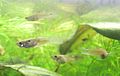 Population Trinidad Caroni Swamp, two males (left), two females (right)