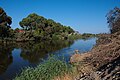 Français : Poissons morts sur l'oued Soummam probablement une pollution aux pesticides suite à des pluies importantes