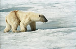 Polar Bear (js) 2.jpg
