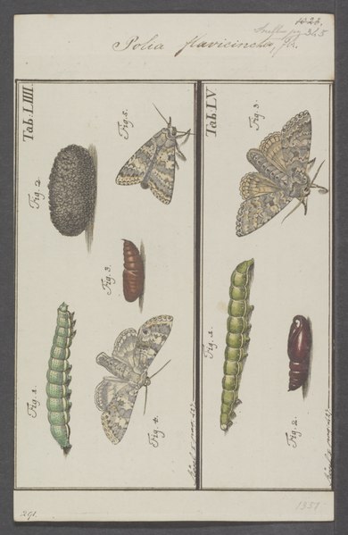 File:Polia - Print - Iconographia Zoologica - Special Collections University of Amsterdam - UBAINV0274 057 04 0003.tif