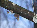 Polygonia c-album