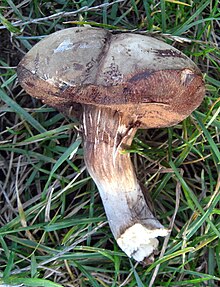 Porphyrellus porphyrosporus.jpg