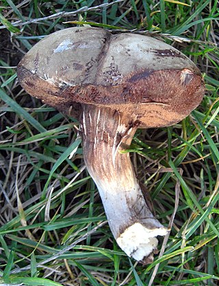 <i>Porphyrellus</i> Genus of fungi