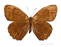 Museum specimen ♂ dorsal side