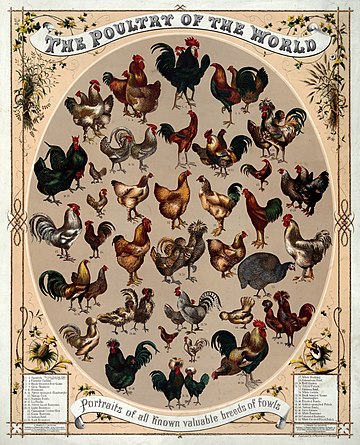 List of chicken breeds