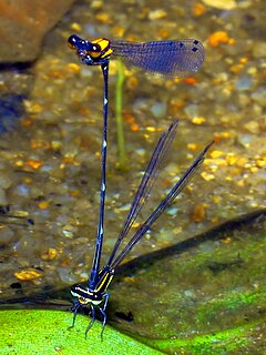 Protoneuridae Family of damselflies