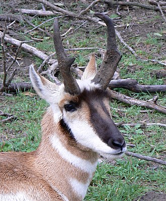 Head of an adult male Pronghorn Nebraska 1.jpg