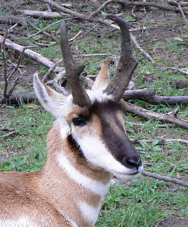 Head of an adult male