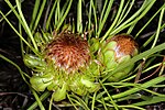 Protea angustata 1DS-II 1-8243.jpg