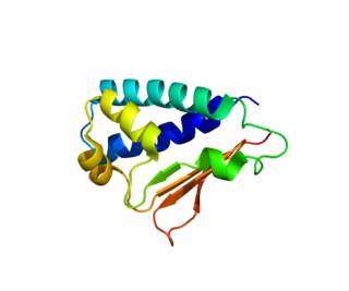 BTG2 Protein-coding gene in the species Homo sapiens