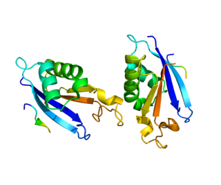 OXSR1 protein-coding gene in the species Homo sapiens