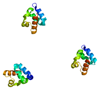 SHANK3 protein-coding gene in the species Homo sapiens