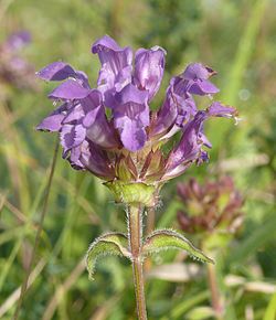 Isoniittyhumala Prunella grandiflora