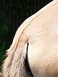 Przewalski's tail-turnip 2007-06-08 162.jpg