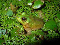 Paradoksālā varde (Pseudis paradoxa)