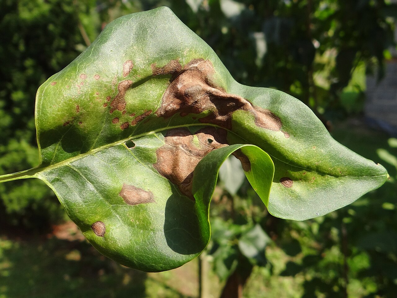 Pseudomonas syringae PV. Syringae van Hall.