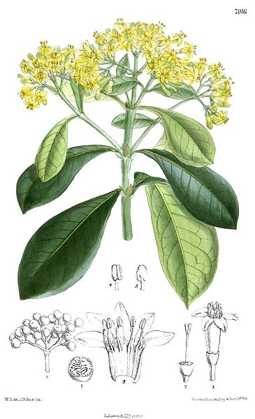 File:Psychotria capensis.jpg