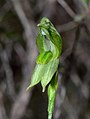 Pterostylis prasina