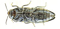 Ptosima flavoguttata underside.JPG