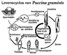 Puccina graminis lifecycle Dutch text.jpg