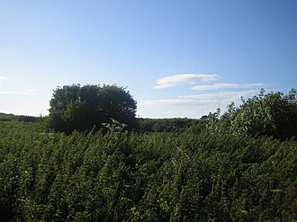 Quarry, Lady Down Quarry, Lady Down - geograph.org.uk - 906807.jpg