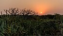Mangrovenwald bei Ras Sanad im Südwesten der Bucht von Tubli bei Sonnenuntergang