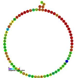 <span class="mw-page-title-main">Small nucleolar RNA SNORD61</span>