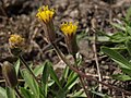 Miniatura para Raillardella scaposa