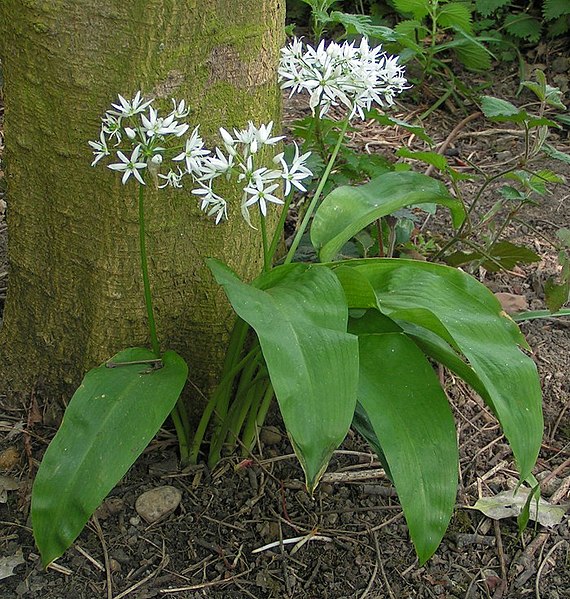 File:Ramsons 700.jpg