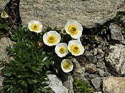     Ranunculus glacialis