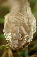 Moulting - Wikipedia