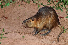 Nutria (Myocastor coypus)